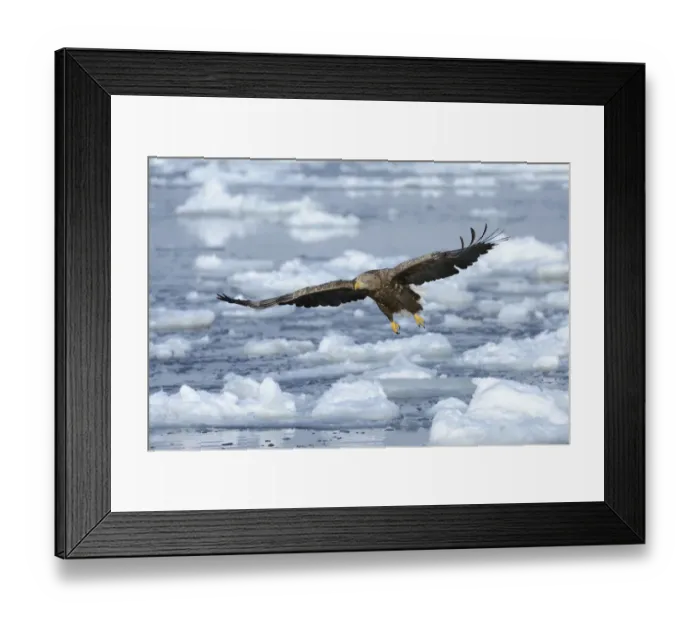 Framed Print : White-tailed Eagle or Sea Eagle -Haliaeetus albicilla-, in flight above drifting ice, Rausu, Menashi, Hokkaido, Japan Framed Print : White-tailed Eagle or Sea Eagle -Haliaeetus albicilla-, in flight above drifting ice, Rausu, Menashi, Hokkaido, Japan