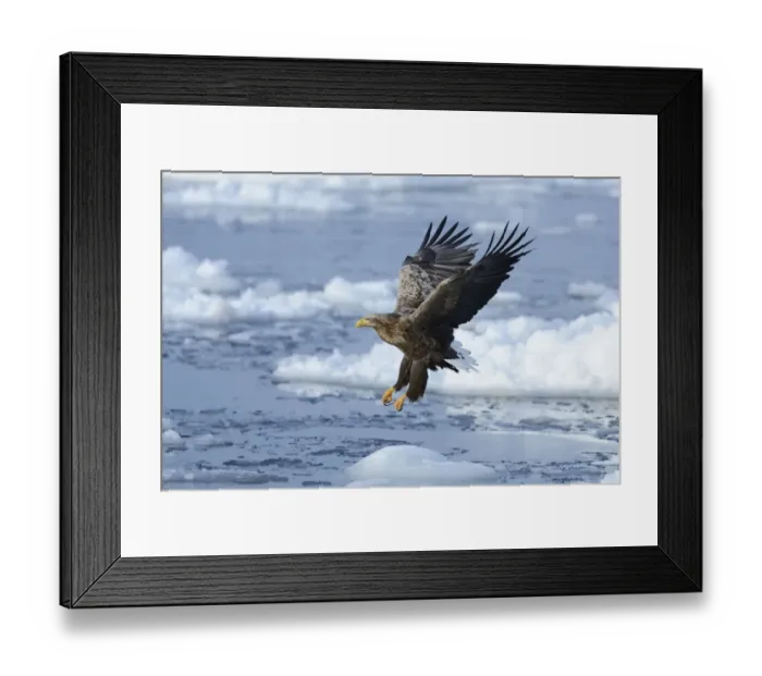 Framed Print : White-tailed Eagle or Sea Eagle -Haliaeetus albicilla- in flight, Rausu, Menashi, Hokkaido, Japan Framed Print : White-tailed Eagle or Sea Eagle -Haliaeetus albicilla- in flight, Rausu, Menashi, Hokkaido, Japan