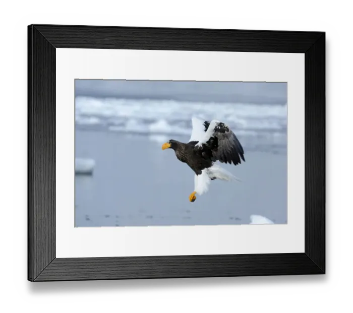 Framed Print : Stellers Sea Eagle -Haliaeetus pelagicus- in flight, Rausu, Menashi, Hokkaido, Japan Framed Print : Stellers Sea Eagle -Haliaeetus pelagicus- in flight, Rausu, Menashi, Hokkaido, Japan