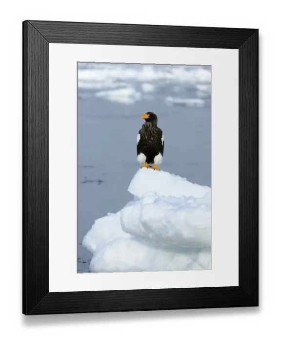 Framed Print : Stellers Sea Eagle -Haliaeetus pelagicus- perched on an ice floe, Rausu, Menashi, Hokkaido, Japan