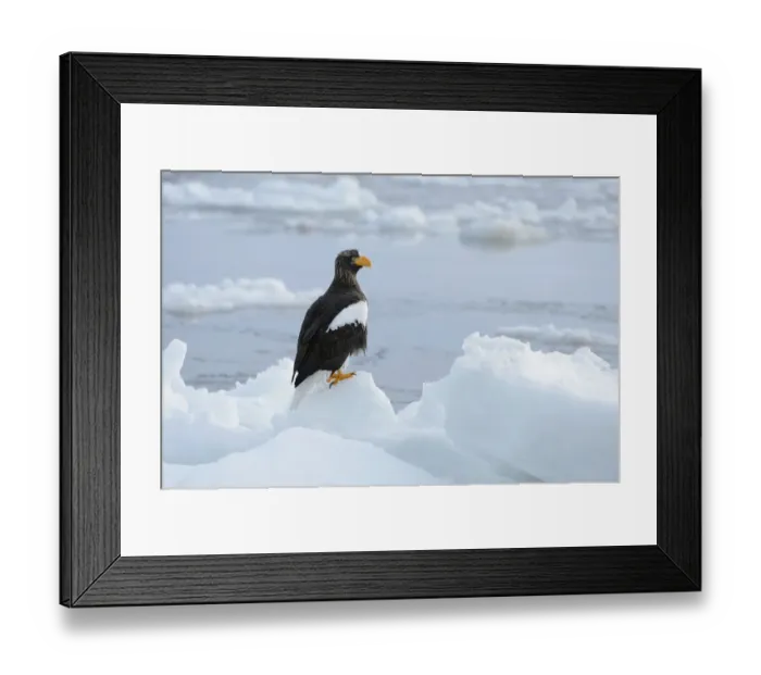 Framed Print : Stellers Sea Eagle -Haliaeetus pelagicus- perched on an ice floe, Rausu, Menashi, Hokkaido, Japan Framed Print : Stellers Sea Eagle -Haliaeetus pelagicus- perched on an ice floe, Rausu, Menashi, Hokkaido, Japan