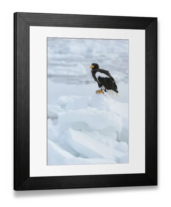 Framed Print : Stellers Sea Eagle -Haliaeetus pelagicus- perched on an ice floe, Rausu, Menashi, Hokkaido, Japan
