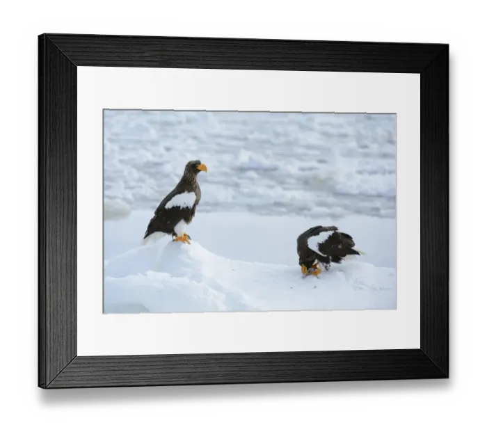 Framed Print : Two Stellers Sea Eagles -Haliaeetus pelagicus-, one bird feeding on a fish, Rausu, Menashi, Hokkaido, Japan Framed Print : Two Stellers Sea Eagles -Haliaeetus pelagicus-, one bird feeding on a fish, Rausu, Menashi, Hokkaido, Japan