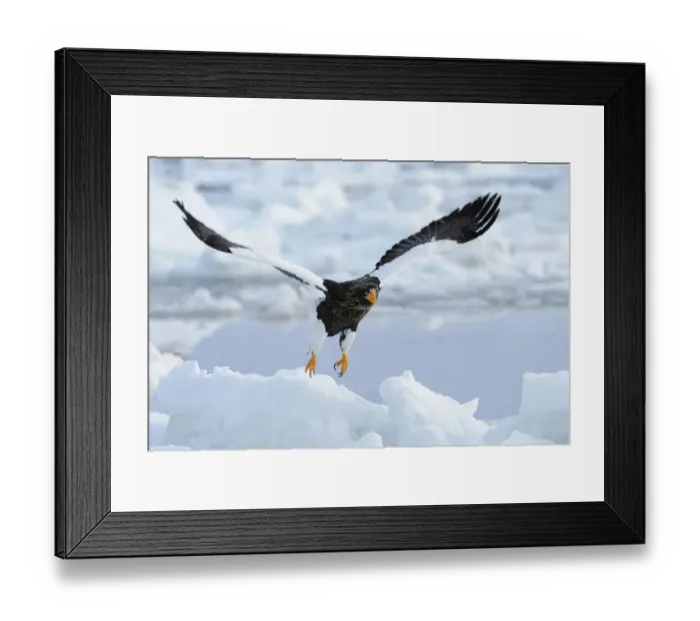Framed Print : Stellers Sea Eagle -Haliaeetus pelagicus- taking off from an ice floe, Rausu, Menashi, Hokkaido, Japan Framed Print : Stellers Sea Eagle -Haliaeetus pelagicus- taking off from an ice floe, Rausu, Menashi, Hokkaido, Japan