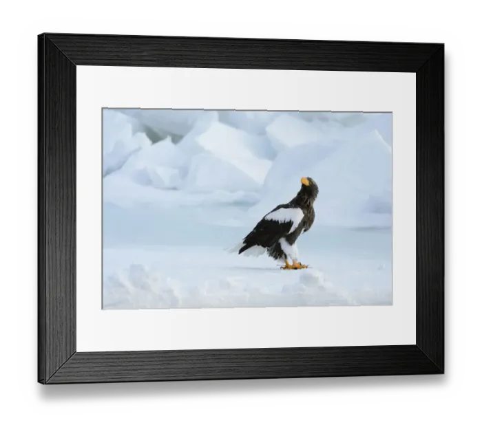 Framed Print : Stellers Sea Eagle -Haliaeetus pelagicus- perched on an ice floe, Rausu, Menashi, Hokkaido, Japan Framed Print : Stellers Sea Eagle -Haliaeetus pelagicus- perched on an ice floe, Rausu, Menashi, Hokkaido, Japan