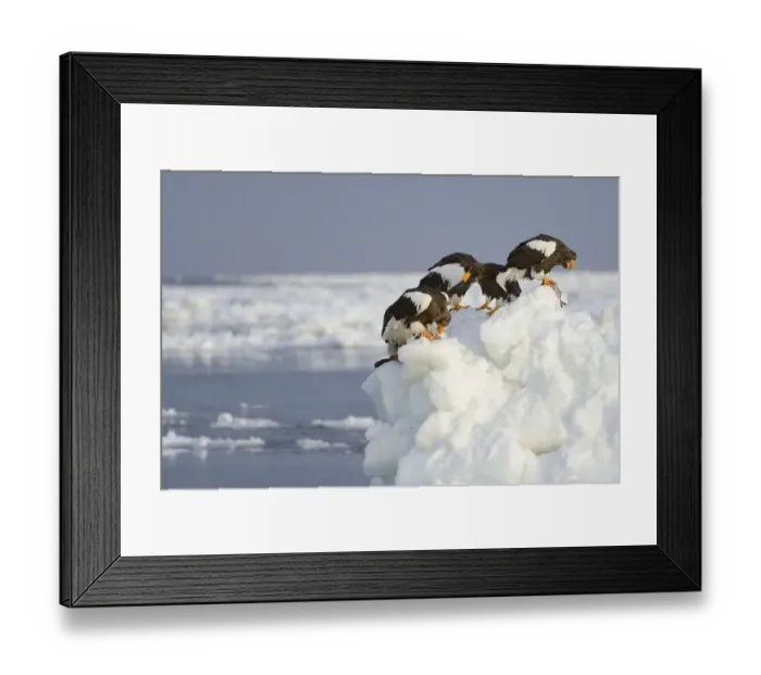 Framed Print : Group of Stellers Sea Eagles -Haliaeetus pelagicus- feeding on fish, perched on an ice floe, Rausu, Menashi, Hokkaido, Japan Framed Print : Group of Stellers Sea Eagles -Haliaeetus pelagicus- feeding on fish, perched on an ice floe, Rausu, Menashi, Hokkaido, Japan
