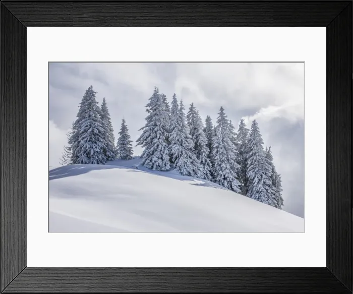 Framed Print : Group of coniferous trees with snow and hoarfrost, Brixen im Thale, Brixen Valley, Tyrol, Austria Framed Print : Group of coniferous trees with snow and hoarfrost, Brixen im Thale, Brixen Valley, Tyrol, Austria