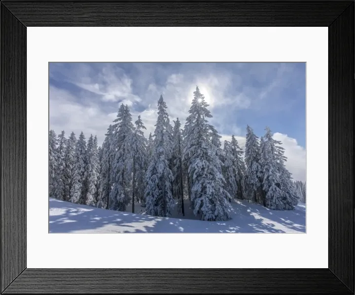 Framed Print : Coniferous trees on the edge of the forest with snow and hoarfrost, Brixen im Thale, Brixen Valley, Tyrol, Austria Framed Print : Coniferous trees on the edge of the forest with snow and hoarfrost, Brixen im Thale, Brixen Valley, Tyrol, Austria