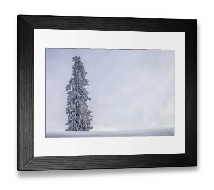 Framed Print : Solitary pine tree with hoarfrost in winter, Brixen im Thale, Brixen Valley, Tyrol, Austria Framed Print : Solitary pine tree with hoarfrost in winter, Brixen im Thale, Brixen Valley, Tyrol, Austria