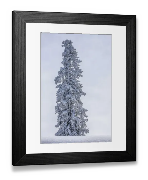 Framed Print : Solitary pine tree with hoarfrost in winter, Brixen im Thale, Brixen Valley, Tyrol, Austria Framed Print : Solitary pine tree with hoarfrost in winter, Brixen im Thale, Brixen Valley, Tyrol, Austria