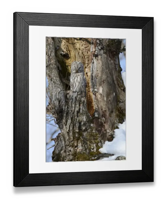Framed Print : Ural owl -Strix uralensis- perched on an old tree trunk, nesting in the old tree, Kawayu Onsen, Kushiro, Hokkaido, Japan Framed Print : Ural owl -Strix uralensis- perched on an old tree trunk, nesting in the old tree, Kawayu Onsen, Kushiro, Hokkaido, Japan