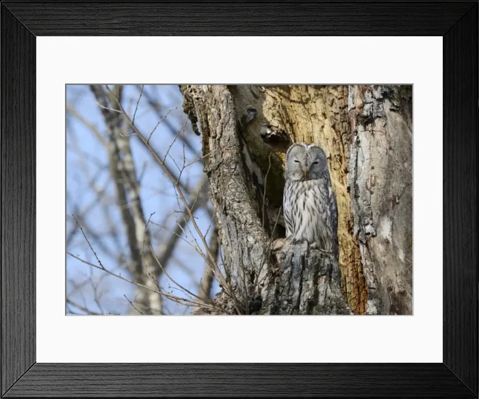 Framed Print : Ural owl -Strix uralensis- perched on an old tree trunk, nesting in the old tree, Kawayu Onsen, Kushiro, Hokkaido, Japan Framed Print : Ural owl -Strix uralensis- perched on an old tree trunk, nesting in the old tree, Kawayu Onsen, Kushiro, Hokkaido, Japan
