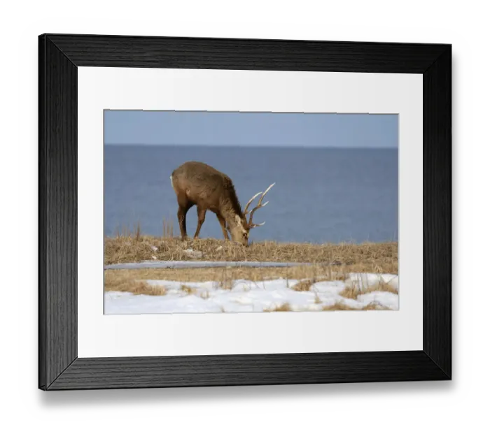 Framed Print : Hokkaido sika deer, Spotted deer or Japanese deer -Cervus nippon yesoensis-, male, stag, foraging for food, Sea of ??Okhotsk at back, Shiretoko Nationalpark, Rausu, Hokkaido, Japan Framed Print : Hokkaido sika deer, Spotted deer or Japanese deer -Cervus nippon yesoensis-, male, stag, foraging for food, Sea of ??Okhotsk at back, Shiretoko Nationalpark, Rausu, Hokkaido, Japan