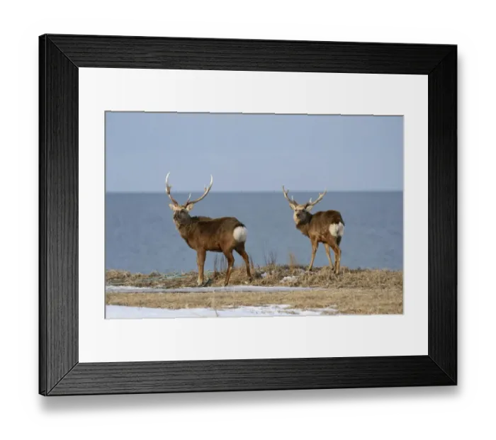 Framed Print : Two Hokkaido sika deer, Spotted deer or Japanese deer -Cervus nippon yesoensis-, males, stags, Sea of ??Okhotsk at back, Shiretoko Nationalpark, Rausu, Hokkaido, Japan Framed Print : Two Hokkaido sika deer, Spotted deer or Japanese deer -Cervus nippon yesoensis-, males, stags, Sea of ??Okhotsk at back, Shiretoko Nationalpark, Rausu, Hokkaido, Japan