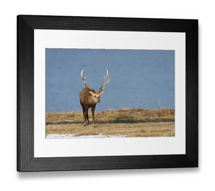 Framed Print : Hokkaido sika deer, Spotted deer or Japanese deer -Cervus nippon yesoensis-, male, stag, Shiretoko Nationalpark, Rausu, Hokkaido, Japan Framed Print : Hokkaido sika deer, Spotted deer or Japanese deer -Cervus nippon yesoensis-, male, stag, Shiretoko Nationalpark, Rausu, Hokkaido, Japan