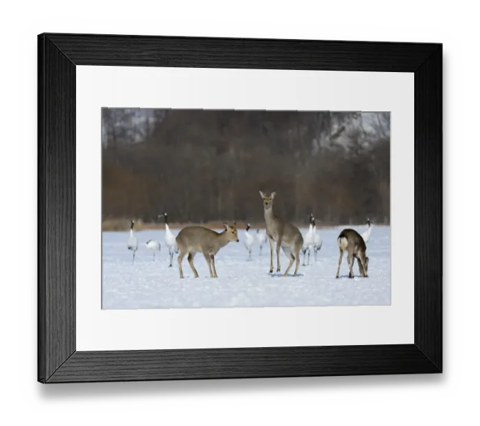 Framed Print : Hokkaido sika deer, Spotted deer or Japanese deer -Cervus nippon yesoensis-, hinds, Red-crowned Cranes, Japanese Cranes or Manchurian Cranes -Grus japonensis-, at back, Shitsugen Nationalpark, Kushiro, Hokkaido, Japan Framed Print : Hokkaido sika deer, Spotted deer or Japanese deer -Cervus nippon yesoensis-, hinds, Red-crowned Cranes, Japanese Cranes or Manchurian Cranes -Grus japonensis-, at back, Shitsugen Nationalpark, Kushiro, Hokkaido, Japan