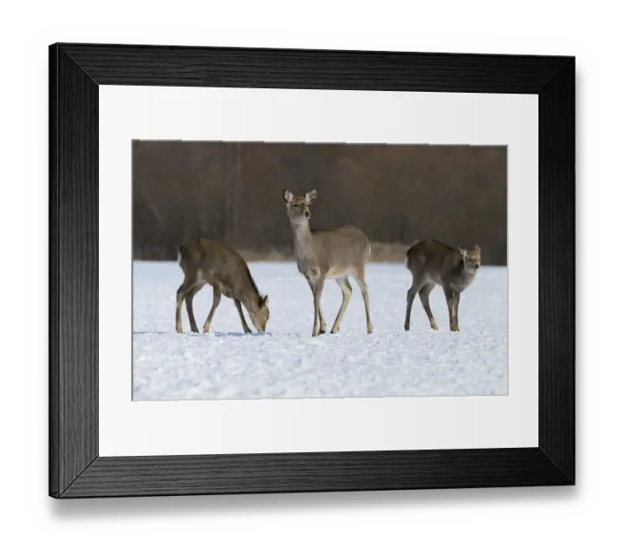 Framed Print : Hokkaido sika deer, Spotted deer or Japanese deer -Cervus nippon yesoensis-, hinds, foraging for food in snow, Shitsugen Nationalpark, Kushiro, Hokkaido, Japan Framed Print : Hokkaido sika deer, Spotted deer or Japanese deer -Cervus nippon yesoensis-, hinds, foraging for food in snow, Shitsugen Nationalpark, Kushiro, Hokkaido, Japan