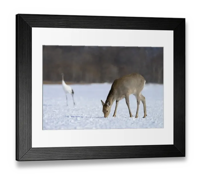 Framed Print : Hokkaido sika deer, Spotted deer or Japanese deer -Cervus nippon yesoensis-, foraging for food in the snow, Shitsugen Nationalpark, Kushiro, Hokkaido, Japan Framed Print : Hokkaido sika deer, Spotted deer or Japanese deer -Cervus nippon yesoensis-, foraging for food in the snow, Shitsugen Nationalpark, Kushiro, Hokkaido, Japan