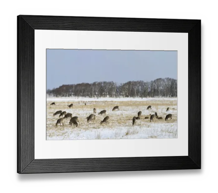 Framed Print : Hokkaido sika deer, Spotted deer or Japanese deer -Cervus nippon yesoensis-, feeding in a snow-covered landscape, Shiretoko Nationalpark, Rausu, Hokkaido, Japan Framed Print : Hokkaido sika deer, Spotted deer or Japanese deer -Cervus nippon yesoensis-, feeding in a snow-covered landscape, Shiretoko Nationalpark, Rausu, Hokkaido, Japan