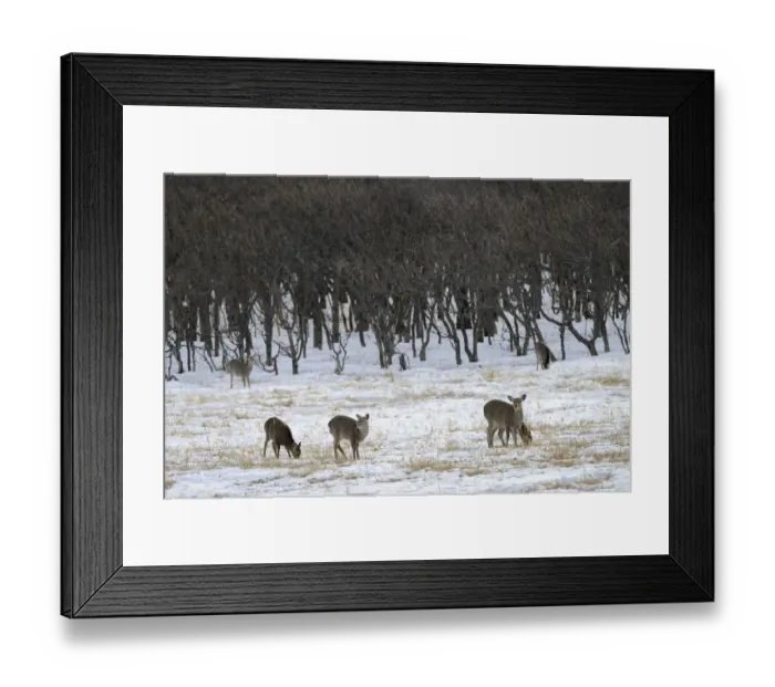 Framed Print : Hokkaido sika deer, Spotted deer or Japanese deer -Cervus nippon yesoensis-, standing in a snow-covered landscape, Shiretoko Nationalpark, Rausu, Hokkaido, Japan Framed Print : Hokkaido sika deer, Spotted deer or Japanese deer -Cervus nippon yesoensis-, standing in a snow-covered landscape, Shiretoko Nationalpark, Rausu, Hokkaido, Japan