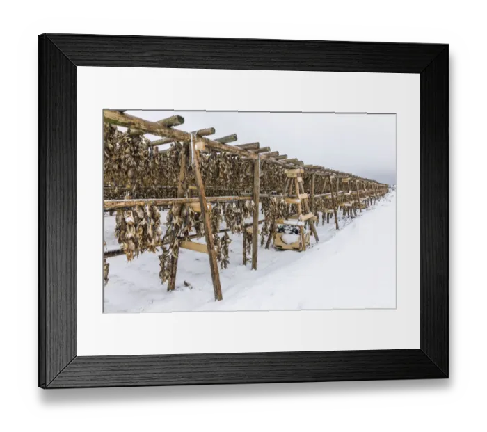 Framed Print : Racks with dried cod near Hafnarfjordur, Reykjanes, Iceland Framed Print : Racks with dried cod near Hafnarfjordur, Reykjanes, Iceland