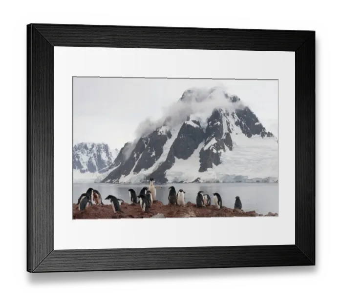 Framed Print : Colony of Adelie Penguins -Pygoscelis adeliae-, adult birds and fledglings during the juvenile moult, in front of a backdrop of mountains and glaciers, Petermann Island, Antarctic Peninsula, Antarctica Framed Print : Colony of Adelie Penguins -Pygoscelis adeliae-, adult birds and fledglings during the juvenile moult, in front of a backdrop of mountains and glaciers, Petermann Island, Antarctic Peninsula, Antarctica