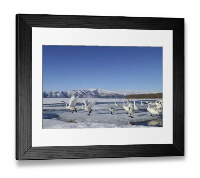 Framed Print : Group of Whooper Swans -Cygnus cygnus-, some taking-off, Kussharo Lake, Kawayu Onsen, Hokkaido, Japan Framed Print : Group of Whooper Swans -Cygnus cygnus-, some taking-off, Kussharo Lake, Kawayu Onsen, Hokkaido, Japan