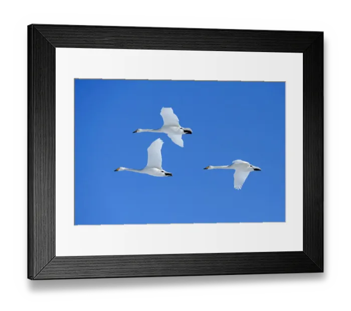 Framed Print : Three Whooper Swans -Cygnus cygnus- in flight, Kussharo Lake, Kawayu Onsen, Hokkaido, Japan Framed Print : Three Whooper Swans -Cygnus cygnus- in flight, Kussharo Lake, Kawayu Onsen, Hokkaido, Japan