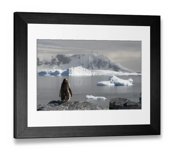 Framed Print : Gentoo Penguin -Pygoscelis papua-, moulting, overlooking the fjord with icebergs, Cuverville Island, Antarctic Peninsula, Antarctica Framed Print : Gentoo Penguin -Pygoscelis papua-, moulting, overlooking the fjord with icebergs, Cuverville Island, Antarctic Peninsula, Antarctica