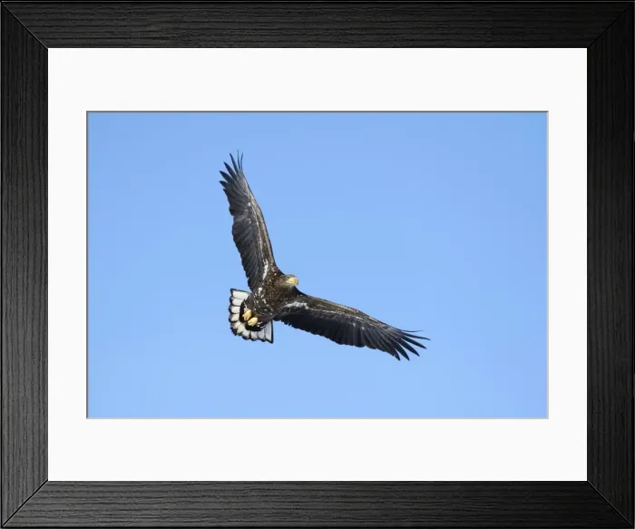 Framed Print : White-tailed Eagle or Sea Eagle -Haliaeetus albicilla- in flight, viewed from below, Kushiro-Shitsugen-Nationalpark, Kushiro, Hokkaido, Japan Framed Print : White-tailed Eagle or Sea Eagle -Haliaeetus albicilla- in flight, viewed from below, Kushiro-Shitsugen-Nationalpark, Kushiro, Hokkaido, Japan