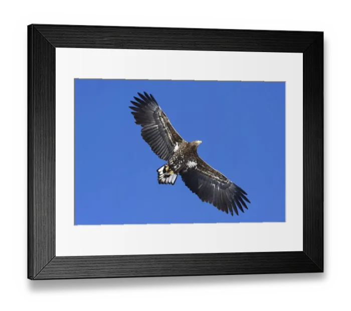 Framed Print : White-tailed Eagle or Sea Eagle -Haliaeetus albicilla- in flight, viewed from below, Kushiro-Shitsugen-Nationalpark, Kushiro, Hokkaido, Japan