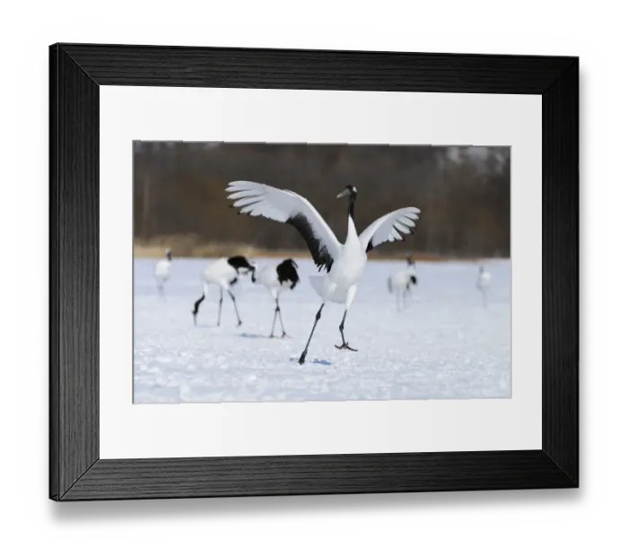 Framed Print : Red-crowned Crane, Japanese Crane or Manchurian Crane -Grus Japonensis-, performing the mating dance, Kushiro-Shitsugen-Nationalpark, Kushiro, Hokkaido, Japan Framed Print : Red-crowned Crane, Japanese Crane or Manchurian Crane -Grus Japonensis-, performing the mating dance, Kushiro-Shitsugen-Nationalpark, Kushiro, Hokkaido, Japan