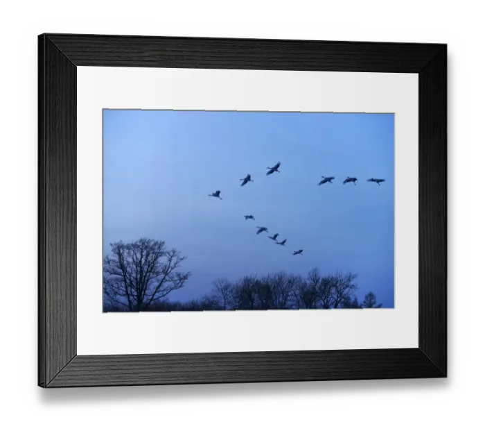 Framed Print : Red-crowned Cranes, Japanese Cranes or Manchurian Cranes -Grus Japonensis-, in flight to roost at dusk, Kushiro-Shitsugen-Nationalpark, Kushiro, Hokkaido, Japan Framed Print : Red-crowned Cranes, Japanese Cranes or Manchurian Cranes -Grus Japonensis-, in flight to roost at dusk, Kushiro-Shitsugen-Nationalpark, Kushiro, Hokkaido, Japan