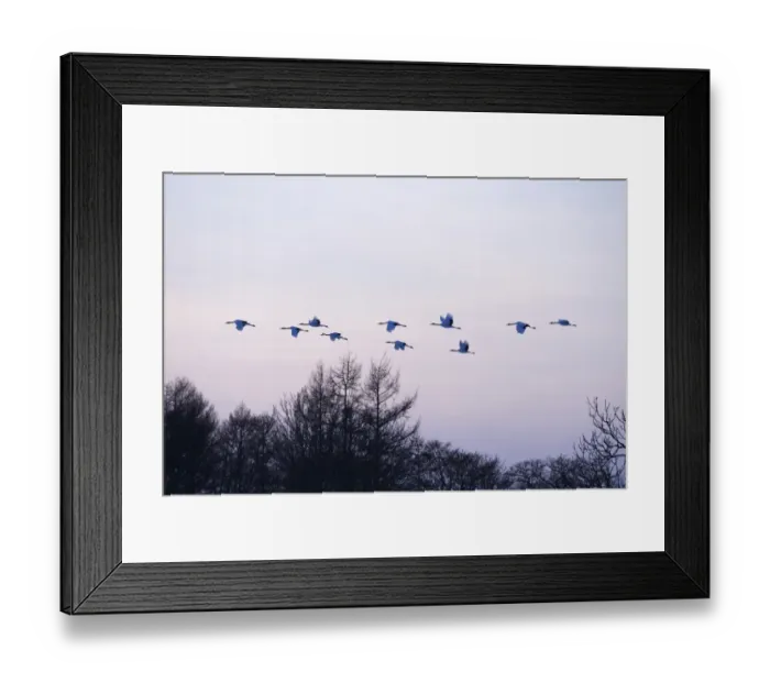Framed Print : Red-crowned Cranes, Japanese Cranes or Manchurian Cranes -Grus Japonensis-, in flight to roost at dusk, Kushiro-Shitsugen-Nationalpark, Kushiro, Hokkaido, Japan Framed Print : Red-crowned Cranes, Japanese Cranes or Manchurian Cranes -Grus Japonensis-, in flight to roost at dusk, Kushiro-Shitsugen-Nationalpark, Kushiro, Hokkaido, Japan