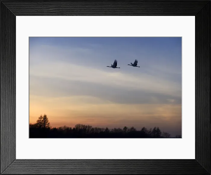 Framed Print : Red-crowned Cranes, Japanese Cranes or Manchurian Cranes -Grus Japonensis-, in flight to roost at dusk, Kushiro-Shitsugen-Nationalpark, Kushiro, Hokkaido, Japan Framed Print : Red-crowned Cranes, Japanese Cranes or Manchurian Cranes -Grus Japonensis-, in flight to roost at dusk, Kushiro-Shitsugen-Nationalpark, Kushiro, Hokkaido, Japan