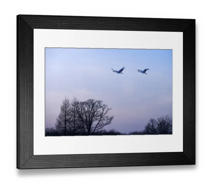 Framed Print : Red-crowned Cranes, Japanese Cranes or Manchurian Cranes -Grus Japonensis-, in flight to roost at dusk, Kushiro-Shitsugen-Nationalpark, Kushiro, Hokkaido, Japan Framed Print : Red-crowned Cranes, Japanese Cranes or Manchurian Cranes -Grus Japonensis-, in flight to roost at dusk, Kushiro-Shitsugen-Nationalpark, Kushiro, Hokkaido, Japan