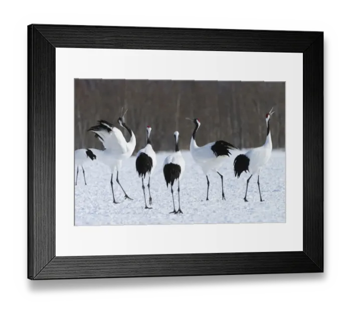 Framed Print : Red-crowned Cranes, Japanese Cranes or Manchurian Cranes -Grus Japonensis-, displaying, mating call, Kushiro-Shitsugen-Nationalpark, Kushiro, Hokkaido, Japan Framed Print : Red-crowned Cranes, Japanese Cranes or Manchurian Cranes -Grus Japonensis-, displaying, mating call, Kushiro-Shitsugen-Nationalpark, Kushiro, Hokkaido, Japan