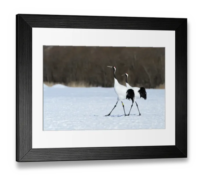 Framed Print : A pair of Red-crowned Cranes, Japanese Cranes or Manchurian Cranes -Grus Japonensis-, during courtship, Kushiro-Shitsugen-Nationalpark, Kushiro, Hokkaido, Japan