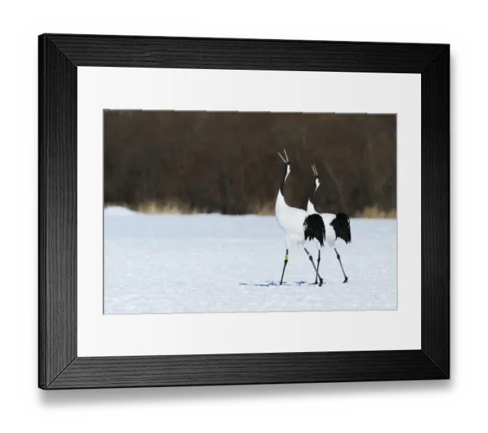 Framed Print : Red-crowned Cranes, Japanese Cranes or Manchurian Cranes -Grus Japonensis-, mating call, Kushiro-Shitsugen-Nationalpark, Kushiro, Hokkaido, Japan Framed Print : Red-crowned Cranes, Japanese Cranes or Manchurian Cranes -Grus Japonensis-, mating call, Kushiro-Shitsugen-Nationalpark, Kushiro, Hokkaido, Japan