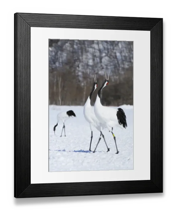 Framed Print : Red-crowned Cranes, Japanese Cranes or Manchurian Cranes -Grus Japonensis-, Kushiro-Shitsugen-Nationalpark, Kushiro, Hokkaido, Japan Framed Print : Red-crowned Cranes, Japanese Cranes or Manchurian Cranes -Grus Japonensis-, Kushiro-Shitsugen-Nationalpark, Kushiro, Hokkaido, Japan