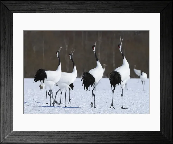 Framed Print : Red-crowned Cranes, Japanese Cranes or Manchurian Cranes -Grus Japonensis-, mating call, Kushiro-Shitsugen-Nationalpark, Kushiro, Hokkaido, Japan Framed Print : Red-crowned Cranes, Japanese Cranes or Manchurian Cranes -Grus Japonensis-, mating call, Kushiro-Shitsugen-Nationalpark, Kushiro, Hokkaido, Japan