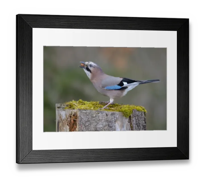 Framed Print : Jay -Garrulus glandarius- perched on a tree stump eating nuts, Fischen, Allgau, Bavaria, Germany Framed Print : Jay -Garrulus glandarius- perched on a tree stump eating nuts, Fischen, Allgau, Bavaria, Germany