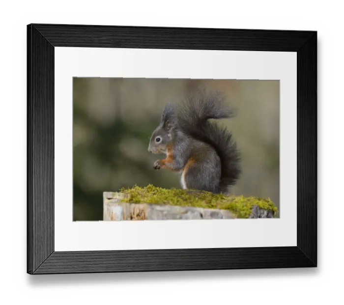 Framed Print : Red Squirrel -Sciurus vulgaris-, black morph, perched on tree stump, Fischen, Allgau, Bavaria, Germany Framed Print : Red Squirrel -Sciurus vulgaris-, black morph, perched on tree stump, Fischen, Allgau, Bavaria, Germany