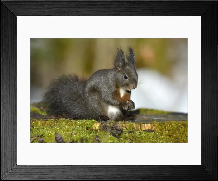 Framed Print : Red Squirrel -Sciurus vulgaris-, black morph, perched on a tree stump, Fischen, Allgau, Bavaria, Germany Framed Print : Red Squirrel -Sciurus vulgaris-, black morph, perched on a tree stump, Fischen, Allgau, Bavaria, Germany