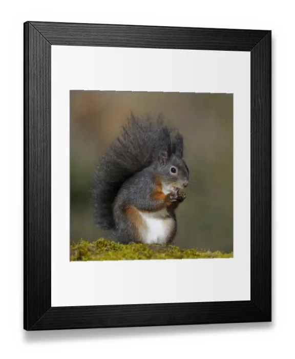 Framed Print : Red Squirrel -Sciurus vulgaris-, black morph, perched on a tree stump, Fischen, Allgau, Bavaria, Germany Framed Print : Red Squirrel -Sciurus vulgaris-, black morph, perched on a tree stump, Fischen, Allgau, Bavaria, Germany