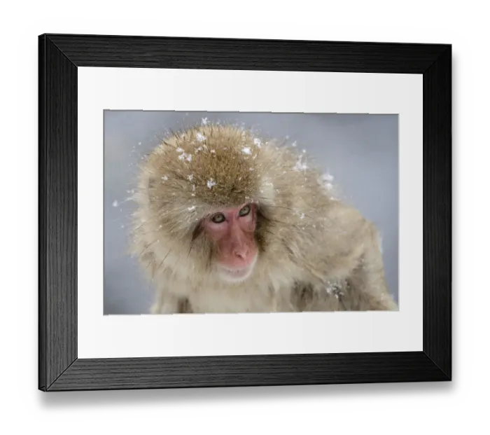 Framed Print : Japanese Macaque or Snow Monkey -Macaca fuscata-, Affenpark Jigokudani, Nagano Prafektur, Japan