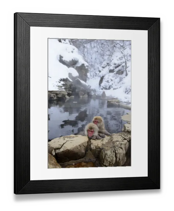 Framed Print : Japanese Macaques or Snow Monkeys -Macaca fuscata-, taking a bath in a hot spring, Affenpark Jigokudani, Nagano Prafektur, Japan Framed Print : Japanese Macaques or Snow Monkeys -Macaca fuscata-, taking a bath in a hot spring, Affenpark Jigokudani, Nagano Prafektur, Japan