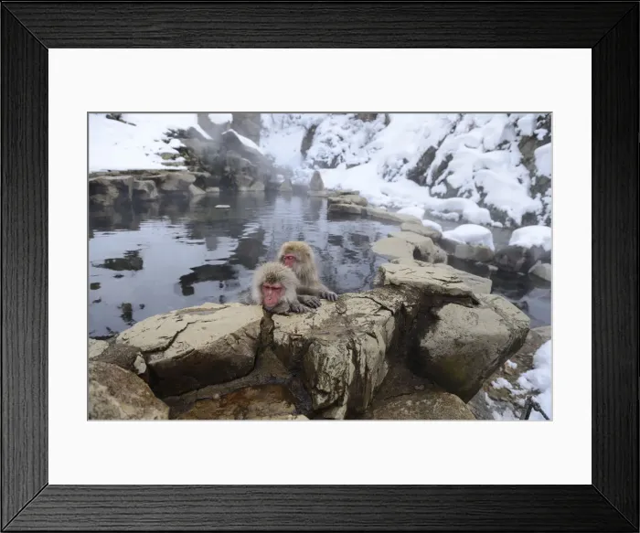 Framed Print : Japanese Macaques or Snow Monkeys -Macaca fuscata-, taking a bath in a hot spring, Affenpark Jigokudani, Nagano Prafektur, Japan Framed Print : Japanese Macaques or Snow Monkeys -Macaca fuscata-, taking a bath in a hot spring, Affenpark Jigokudani, Nagano Prafektur, Japan