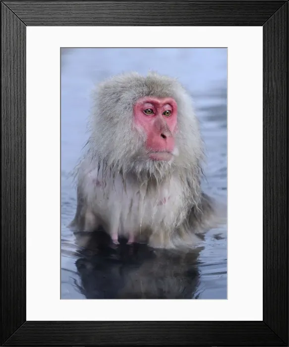Framed Print : Japanese Macaque or Snow Monkey -Macaca fuscata-, taking a bath in a hot spring, Affenpark Jigokudani, Nagano Prafektur, Japan
