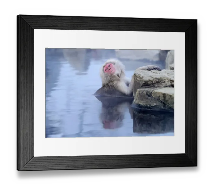 Framed Print : Japanese Macaque or Snow Monkey -Macaca fuscata-, taking a bath in a hot spring, Affenpark Jigokudani, Nagano Prafektur, Japan Framed Print : Japanese Macaque or Snow Monkey -Macaca fuscata-, taking a bath in a hot spring, Affenpark Jigokudani, Nagano Prafektur, Japan